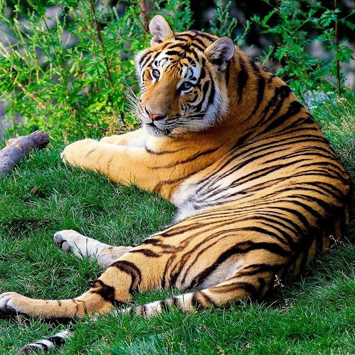 Arignar Anna Zoological Park (Vandalur Zoo)