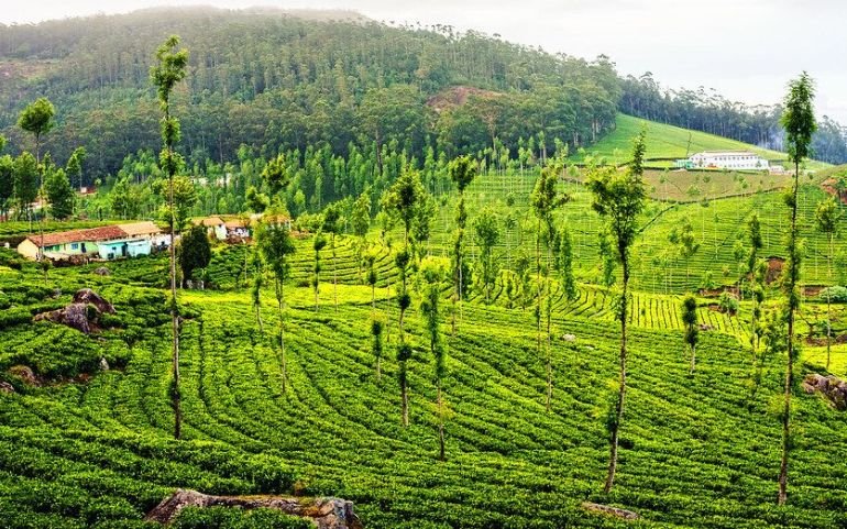 Scenic view of Kotagiri hills and tea estates