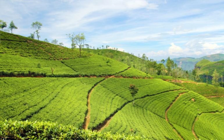 Coimbatore to Kolukkumalai trip showcasing sunrise views and tea plantations