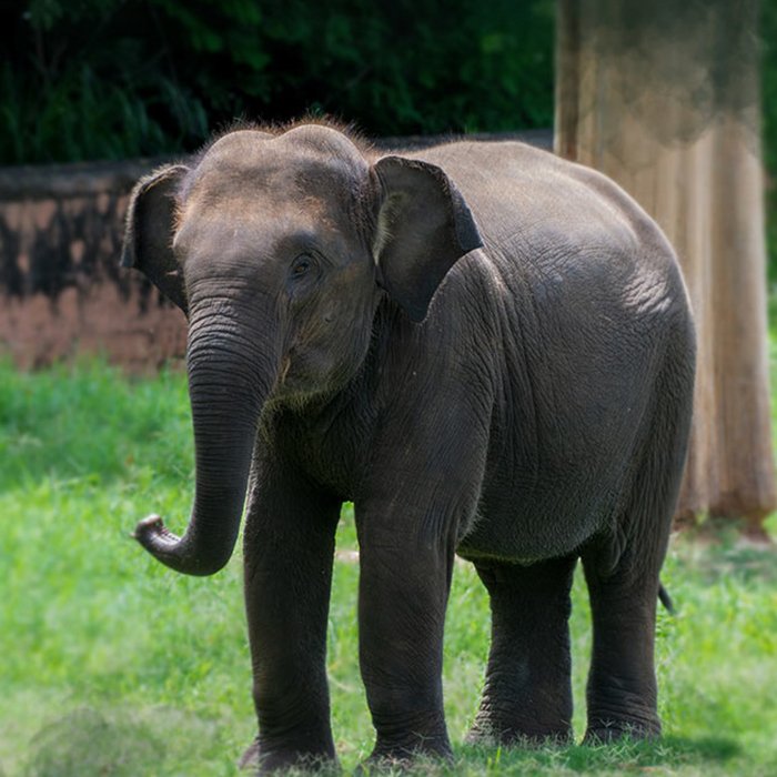  Sri Chamarajendra Zoological Gardens (Mysore Zoo)